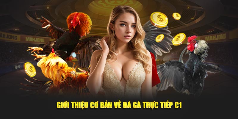 Giới thiệu cơ bản về đá gà trực tiếp C1