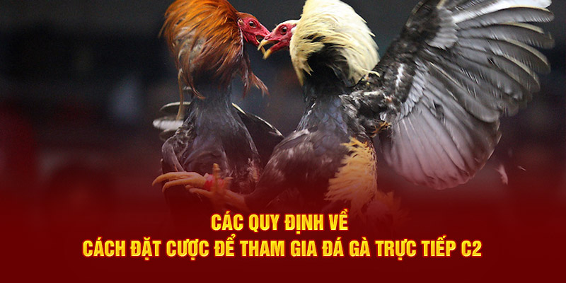 Các quy định về cách đặt cược để tham gia đá gà trực tiếp C2