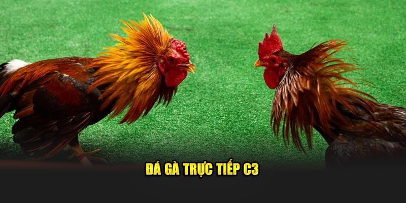 Đá gà trực tiếp C3 khái niệm