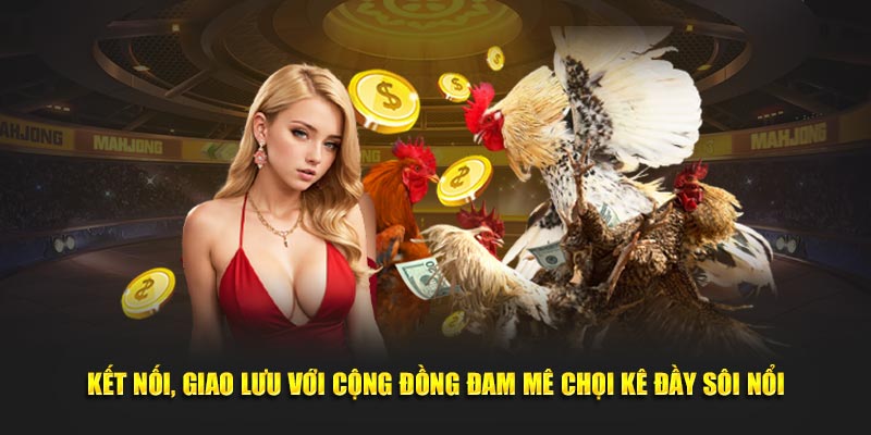 Kết nối, giao lưu với cộng đồng đam mê chọi kê đầy sôi nổi