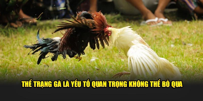 Thể trạng gà là điều không thể bỏ qua